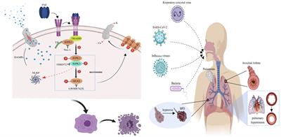 The role of necroptosis in common respiratory diseases in children